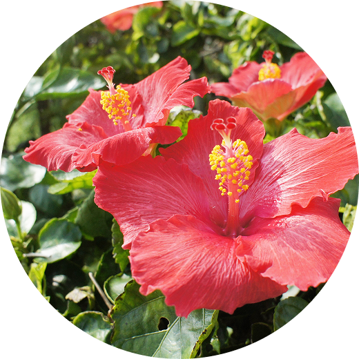 メリフィーク エッセンシャルデュオ - 【公式】MELIFIQUE | メリフィーク