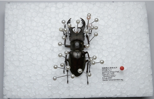 カブトムシ・クワガタ 標本の作り方 | 必殺! 三味線屋・剣次