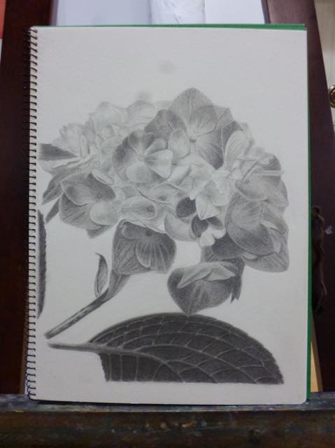 山根会員さまの鉛筆画「紫陽花」 ｜ 東京新宿のメッツ絵画教室｜予約制
