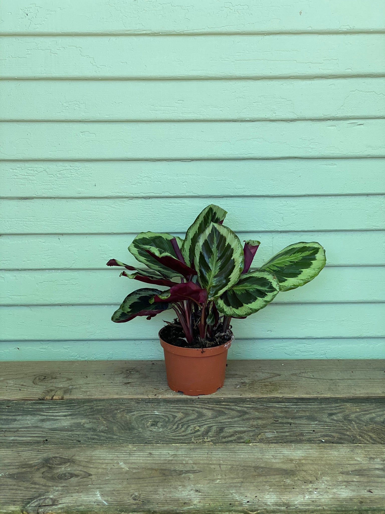 Calathea Shine Star | Mickey Hargitay Plants