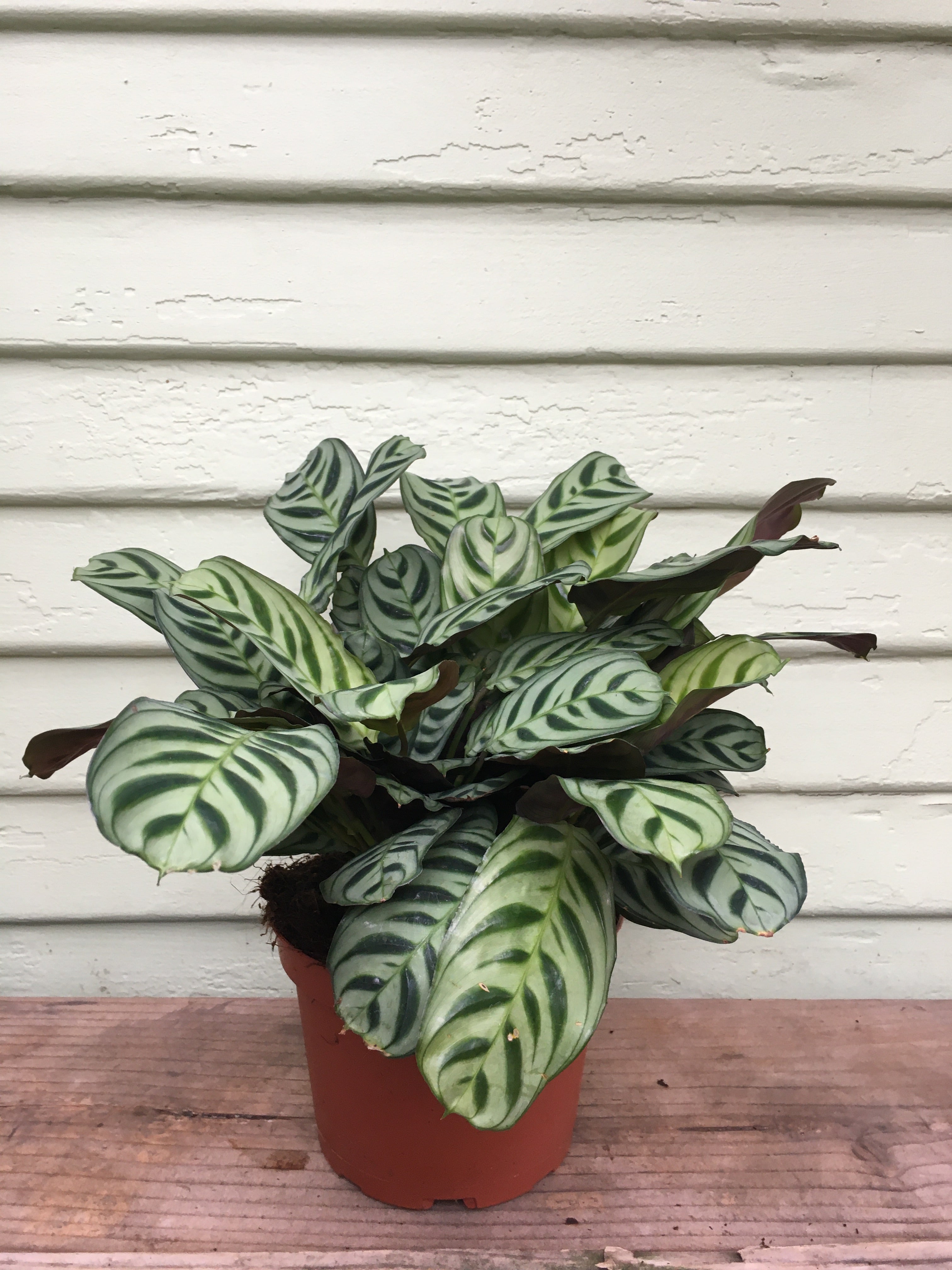Calathea Burle Marx | Mickey Hargitay Plants