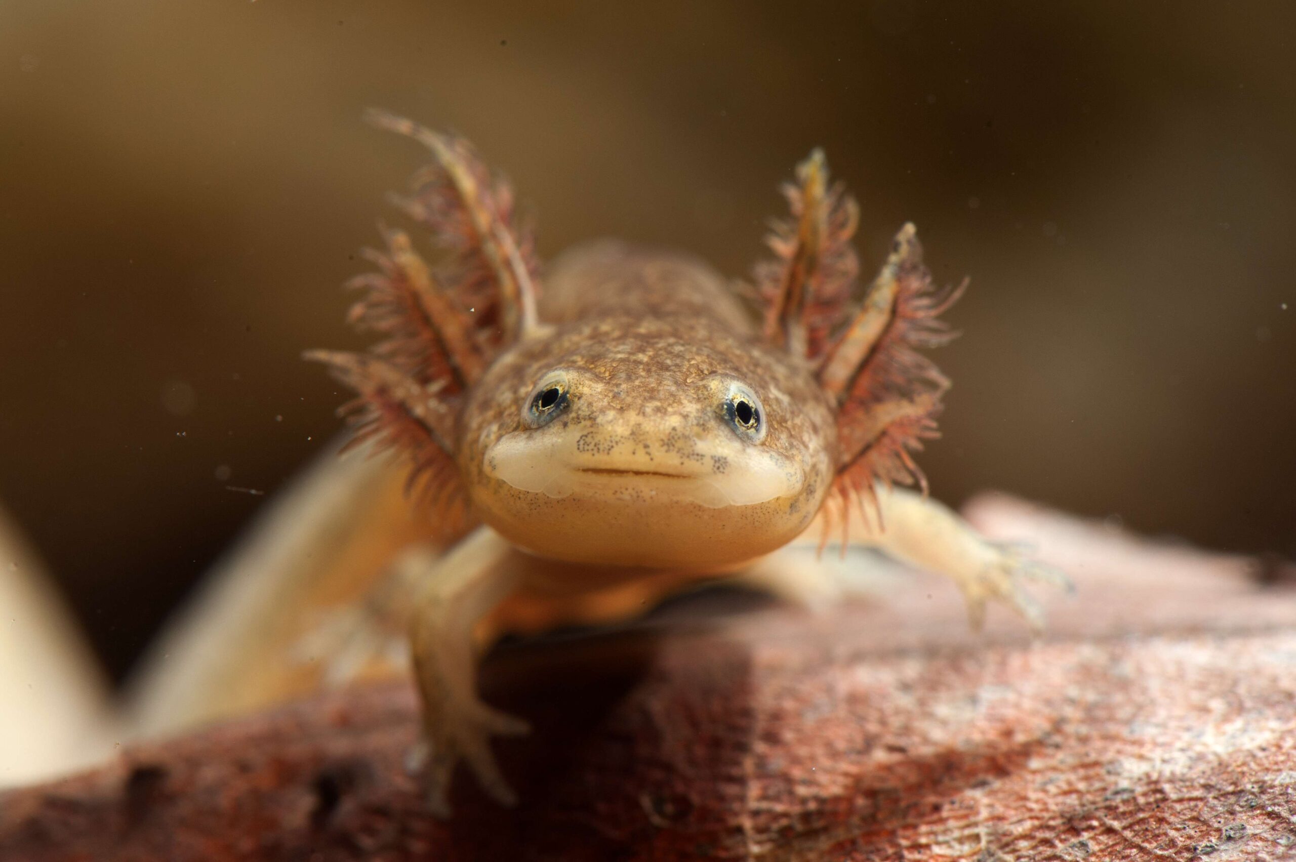 はっけん！ 日本の爬虫類・両生類【第20回】セトウチサンショウウオ