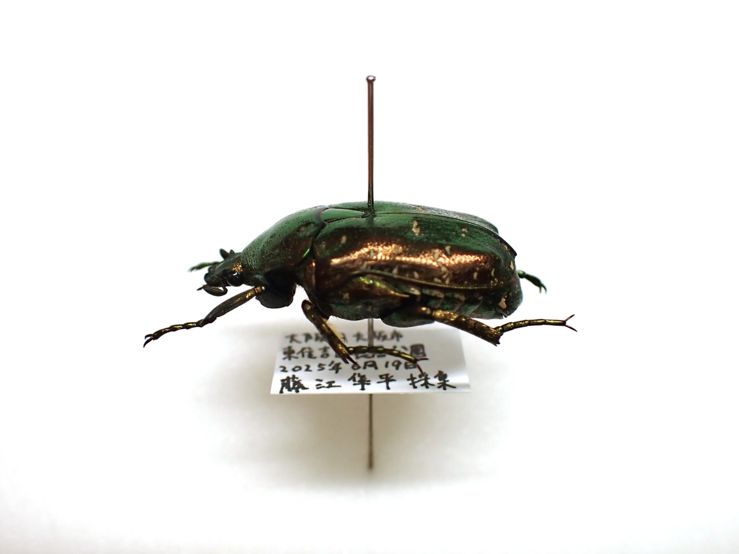 昆虫標本を作ってみよう！ - いきもののわ