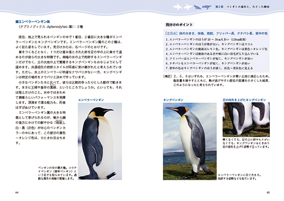 書籍『ペンギンの素顔』（著：細川博昭、写真：鎌倉文也）発刊