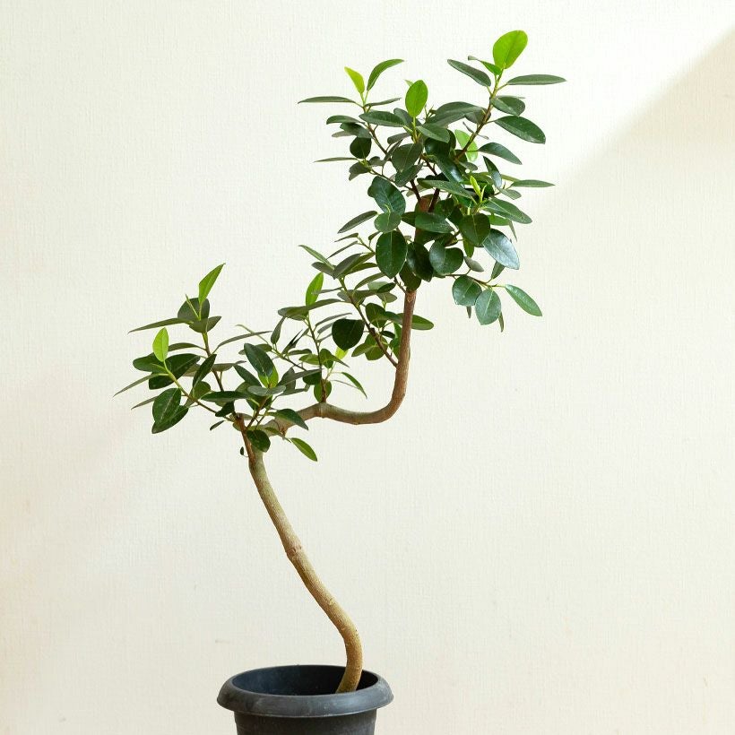 フランスゴム幹曲がり同梱不可商品です | [公式]e-花屋さん