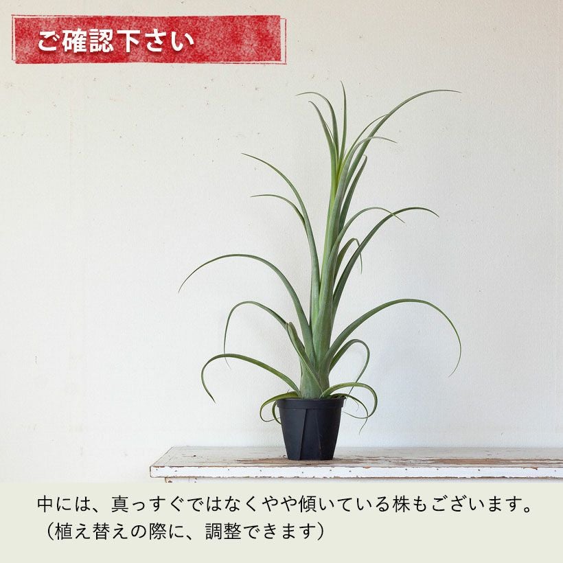 チランジアカーリースリム｜鉢植えエアプランツ葉カールする品種
