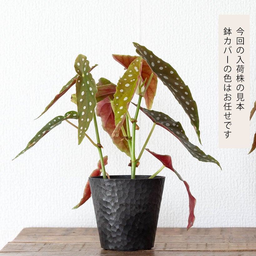 ベゴニア「マクラータ」水玉（ドット）柄人気種3本挿しポット苗