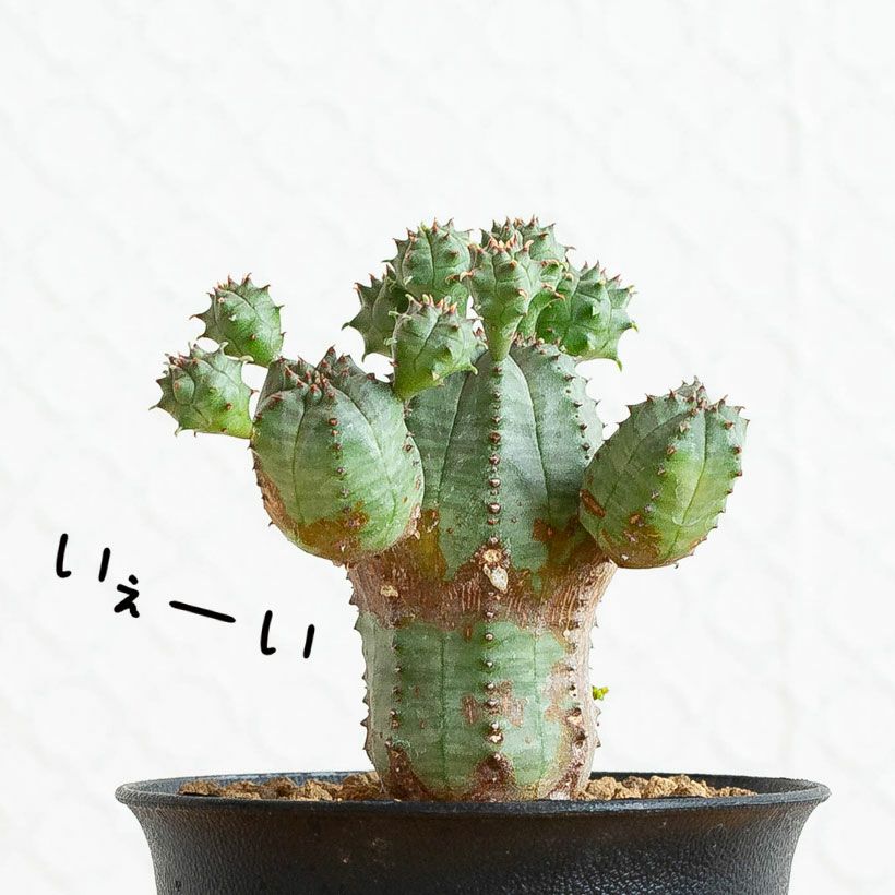 000000008559-05.jpg?size=l&w=