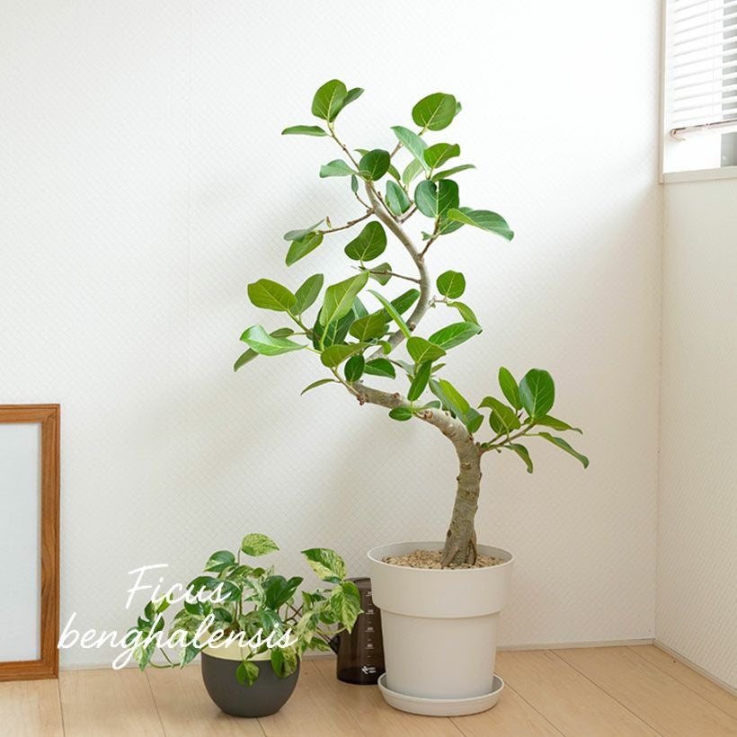 000000003208-01.jpg?size=l&w=