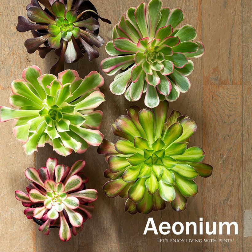 000000010109-01.jpg?size=l&w=