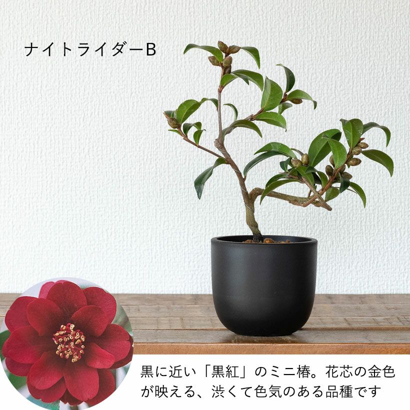 ツバキ盆栽枝曲がり初心者向け｜白・ピンクの小花コンパクト品種