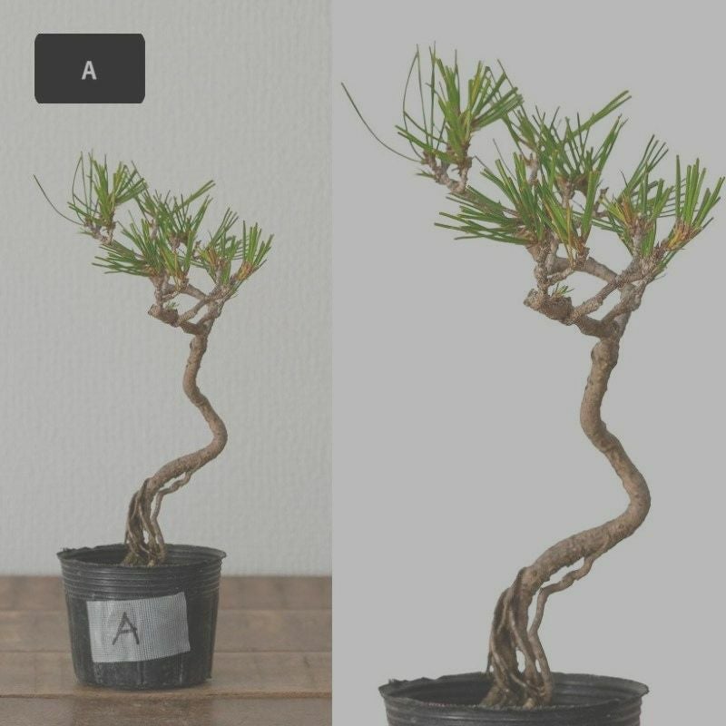 赤松ミニ盆栽｜幹曲げ、根上がりに仕立てた年代物（育て方付き）