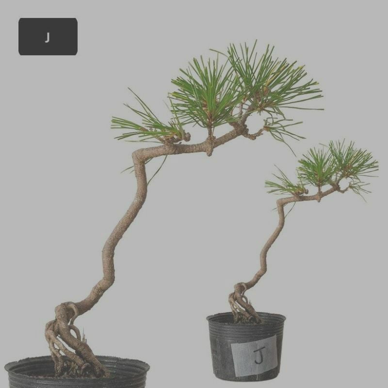 赤松ミニ盆栽｜幹曲げ、根上がりに仕立てた年代物（育て方付き）