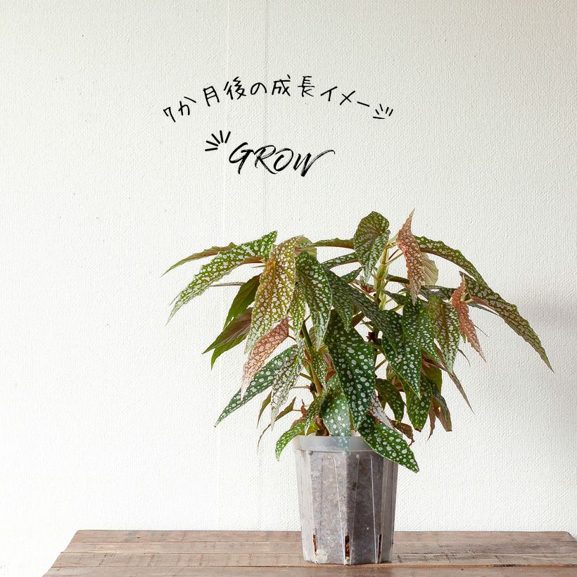 ベゴニア「ホワイトアイス」水玉（ドット）柄人気種2本挿しポット苗