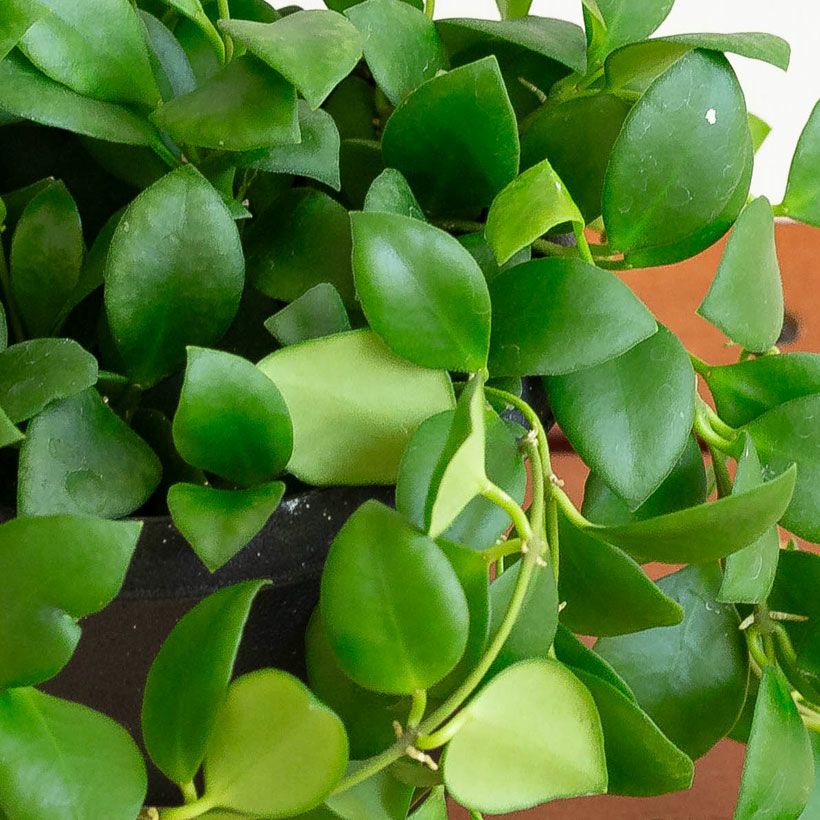 ホヤ ヘウスケリアナ 斑入 花座 大鉢 アクアセル入り ホヤ