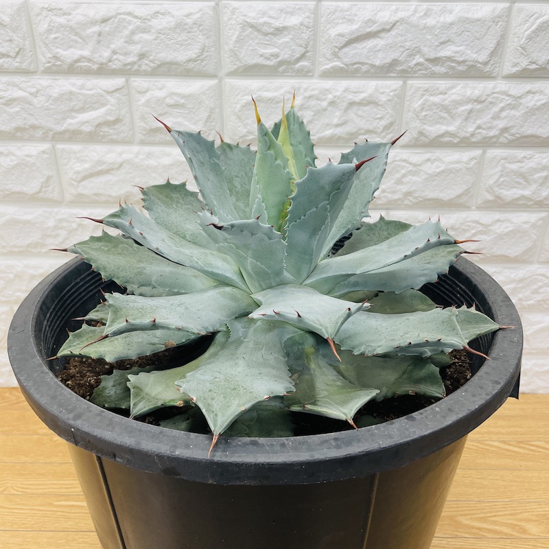 ドライガーデンのおしゃれな植物15種類｜失敗しない選び方を徹底解説