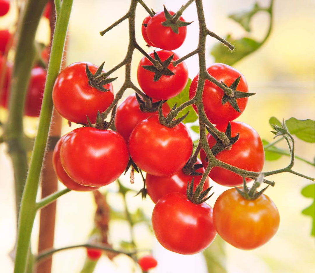 Peace Vine Cherry Tomato – MIgardener