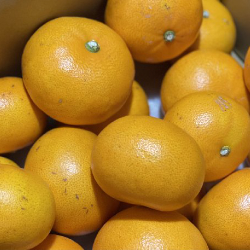 せとか | みかん専門通販