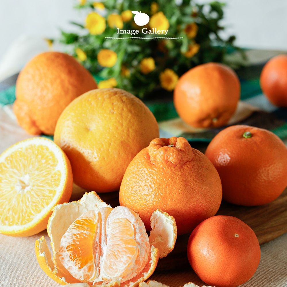 朝日新聞・夕刊】春柑橘お楽しみ箱(八朔・不知火)【家庭用(訳あり品