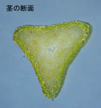 チャガヤツリ Cyperus amuricus カヤツリグサ科 Cyperaceae