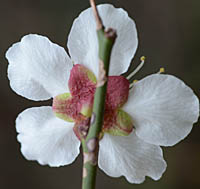 ウメ Prunus mume バラ科 Rosaceae サクラ属 スモモ亜属 三河の植物観察