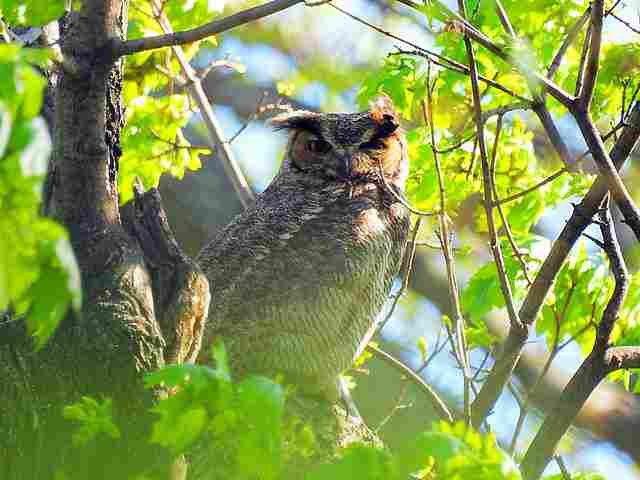 グレートホーンドオウル ニューヨーク セントラルパークのノースウッズ