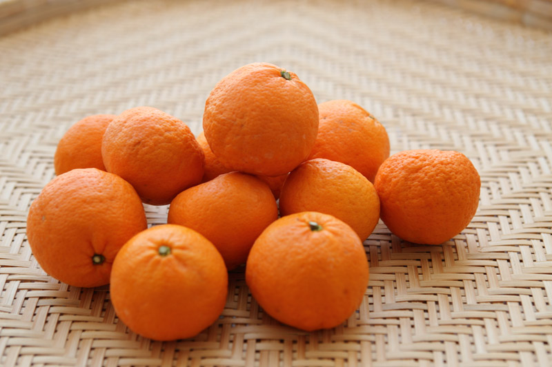 News&Topics｜「のうろく」（かんきつ中間母本農6号）販売のお知らせJA