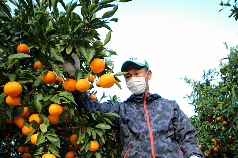 News&Topics｜「心」「ミカエース」完熟の三ヶ日みかん、ギフト期に