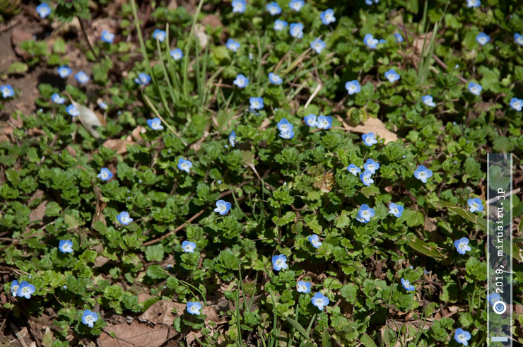 オオイヌノフグリ