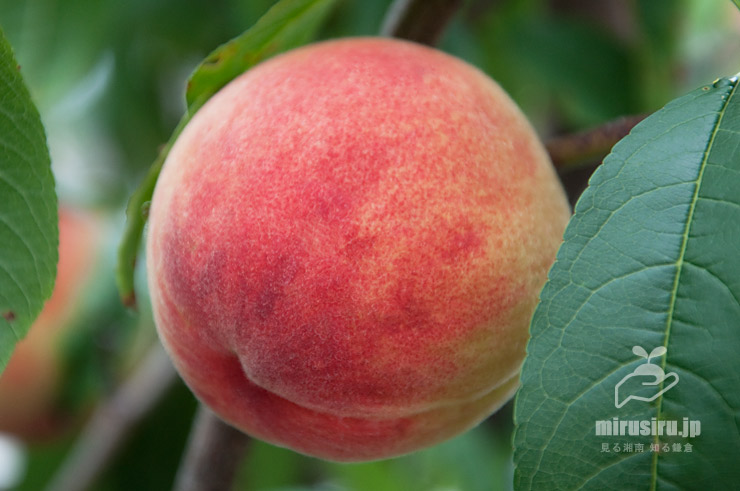 モモ（ミモモ）