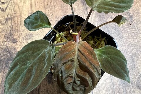 ホマロメナsp.“Red leaf”from Kalbar 【AZ0823-2】 - 熱帯魚のmishima