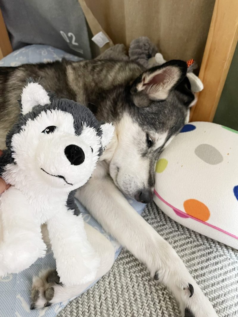 ハスキーの「はっちゃん♪」 | Mix犬「空」soraと 生きる。