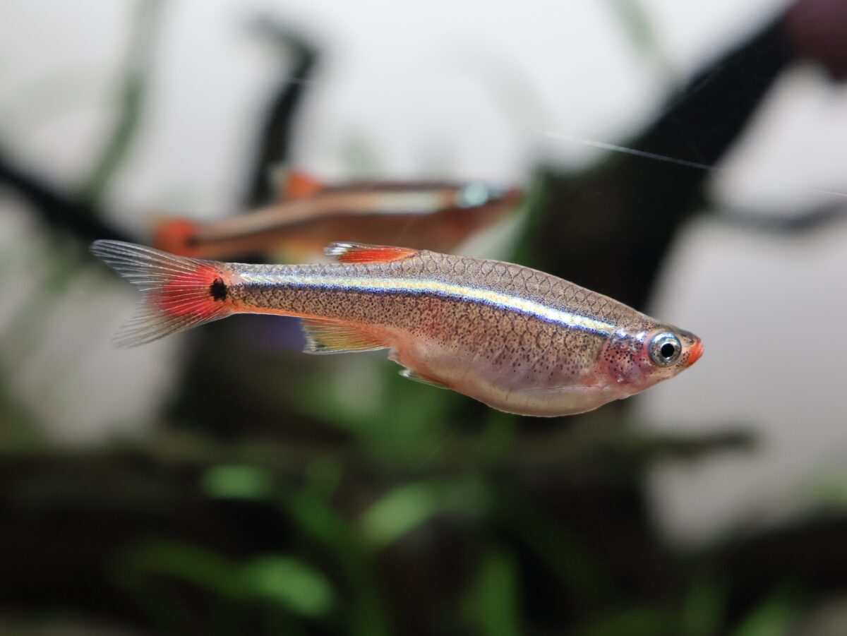 小型で美しい”に特化したおススメの熱帯魚をご紹介します【水草水槽に