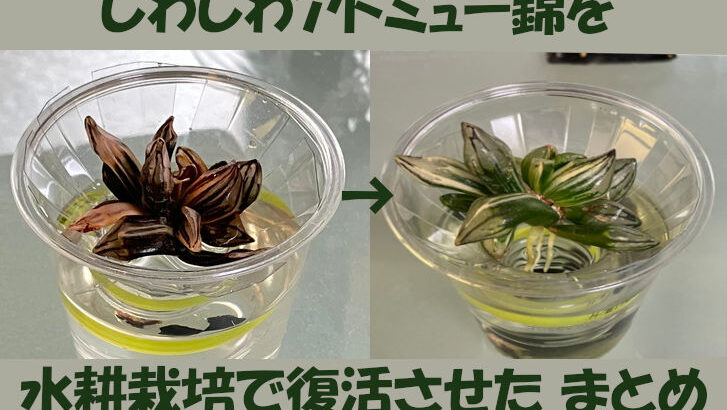 ハオルチアの水耕栽培 しわしわの輸入アトロフスカミュータント錦を