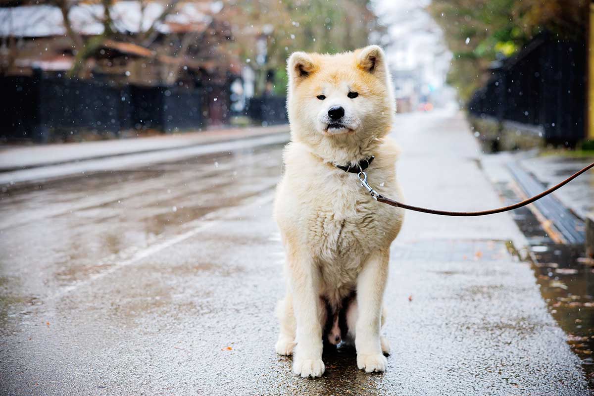 みちのくの小京都を目指す青森～秋田列車の旅 | moreTOHOKU