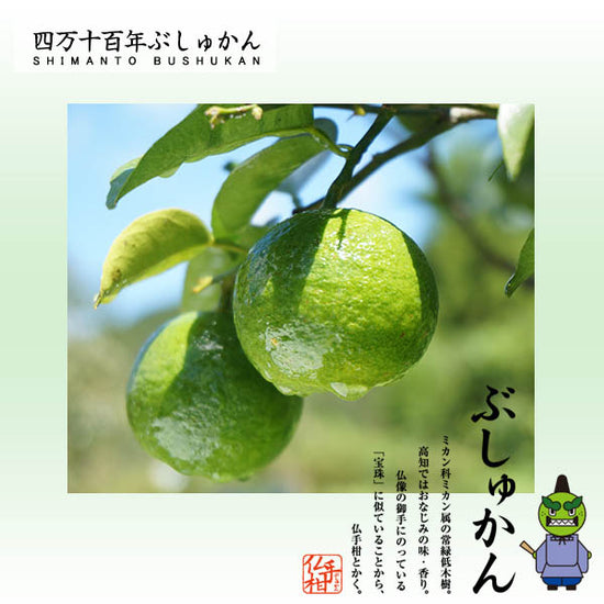 四万十ぶしゅかん 青玉1kg 高知県 仏手柑 しまんと 柑橘 ぶしゅまろ