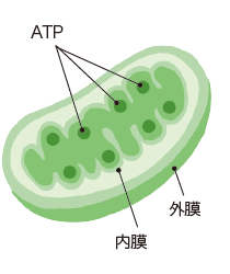 ムーサ イオ finalとは | ムーサ イオ final - フォーデイズの