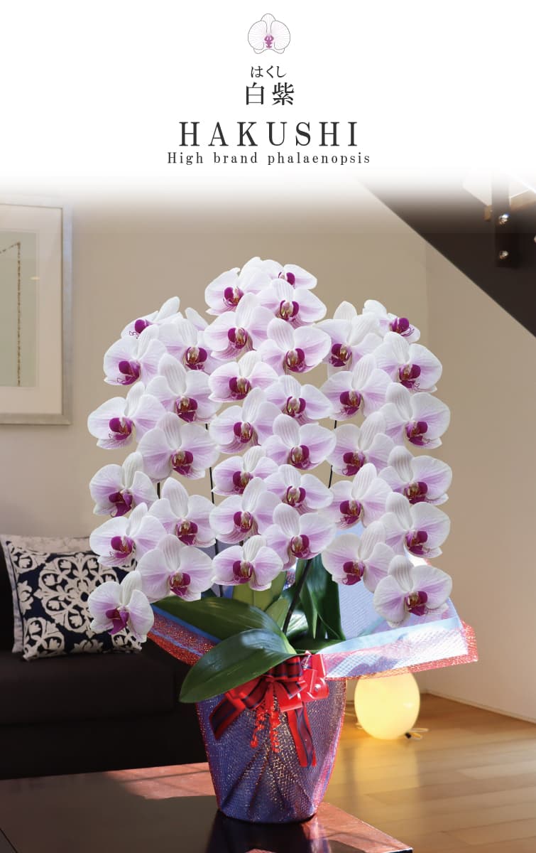 MSDナーセリー | 国産高品質胡蝶蘭専門店 - 長持ちする美しい花をお届け