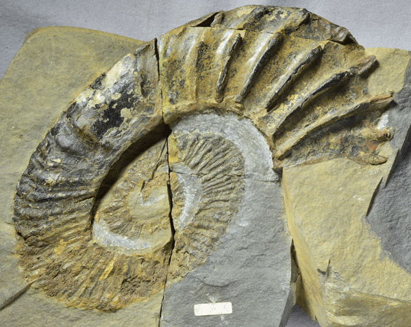 徳島県立博物館恐竜