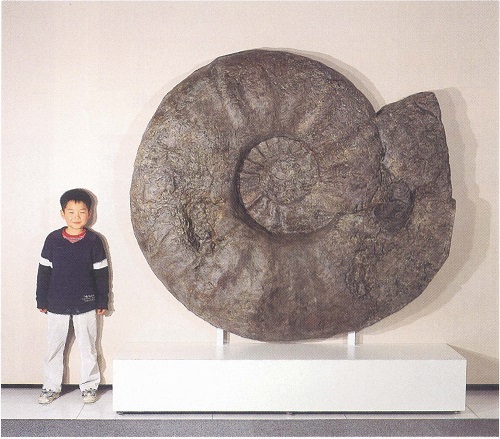 パラブゾシア－世界最大のアンモナイト－（050号館蔵品紹介） - 徳島