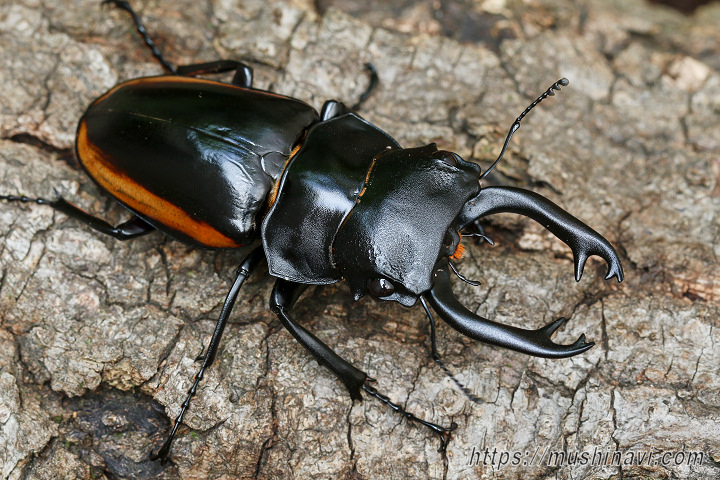 スティーブンスツヤクワガタ(南スラウェシ中部亜種)