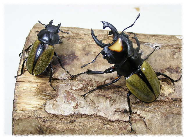 ヤスオカツヤクワガタ