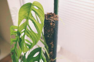 モンステラエスケレート( Monstera Esqueleto ) - 私のモンステラ