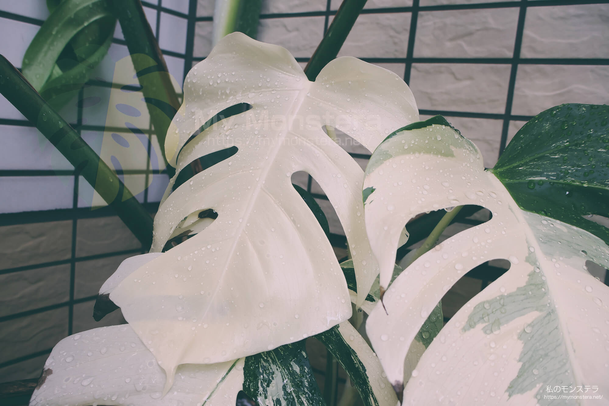 真っ白な斑入りのモンステラ（ホワイトタイガー）を地植え栽培へと移行