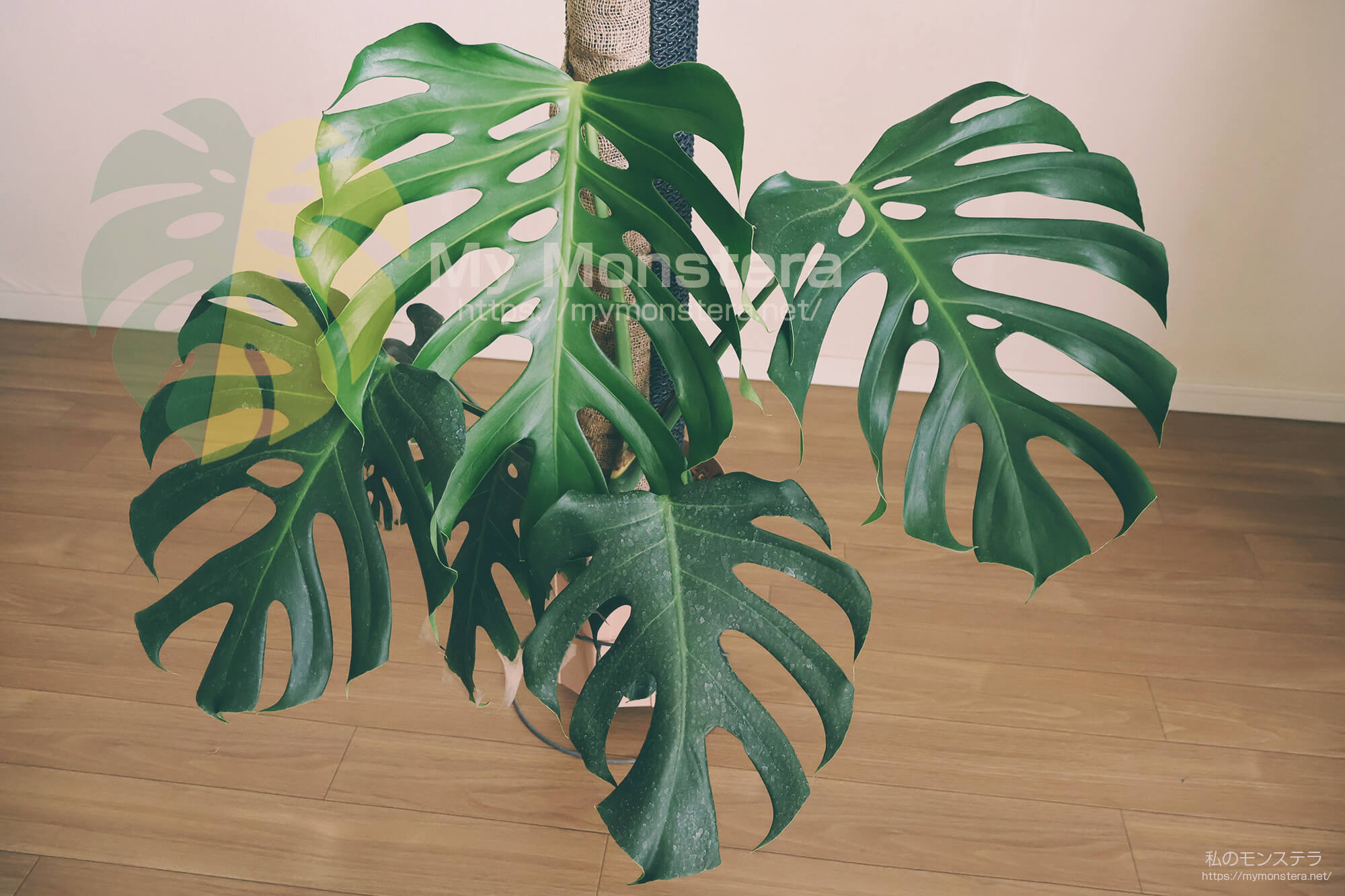 モンステラデリシオーサシエラナハワイ( Monstera Deliciosa Sierrana