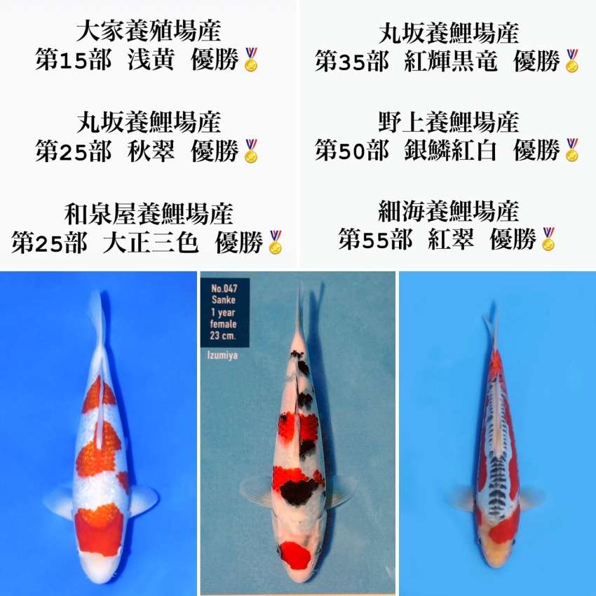 お知らせ｜錦鯉販売、オンラインショップの錦鯉ドットコム