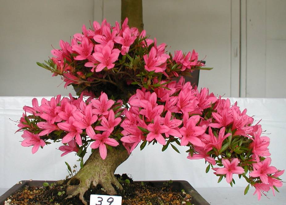 なおの趣味の園芸 さつき 光琳