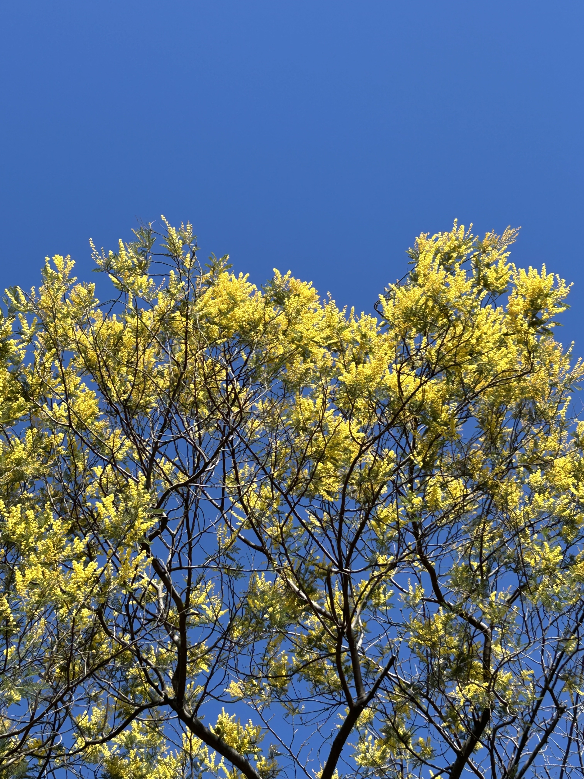 2/28 アカシア（ミモザ）さん | 藤沢市長久保公園 都市緑化植物園