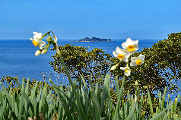 長崎のもざき水仙まつり！水仙の丘と軍艦島の絶景を堪能！ | ながさき
