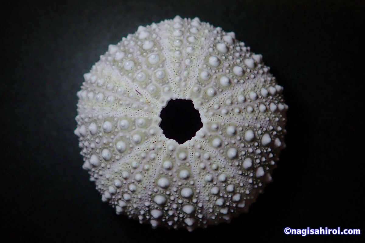 Microcyphus rousseaui ウニ 殻 大 Microcyphus rousseaui ウニ 殻 大